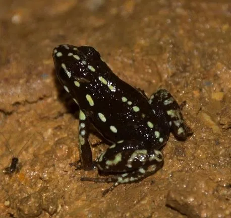 Rana de Lluvia (Scinax quinquefasciatus) sobre suelo húmedo