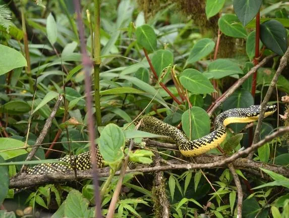 Serpiente registrada en el área de la concesión