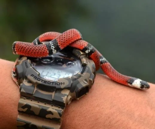 Serpiente coral sobre brazo de un técnico de campo