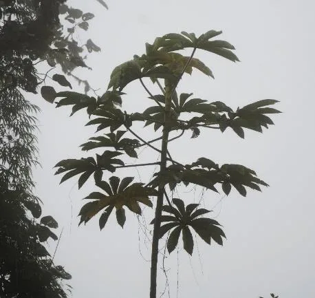 Árbol de hojas palmeadas contra el cielo