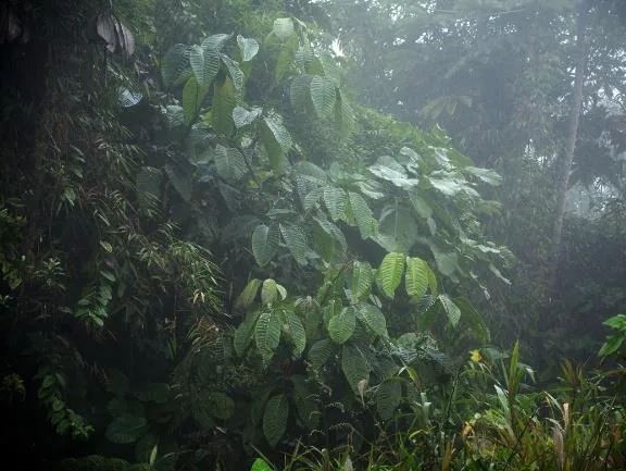 Follaje denso entre niebla en el bosque de la concesión