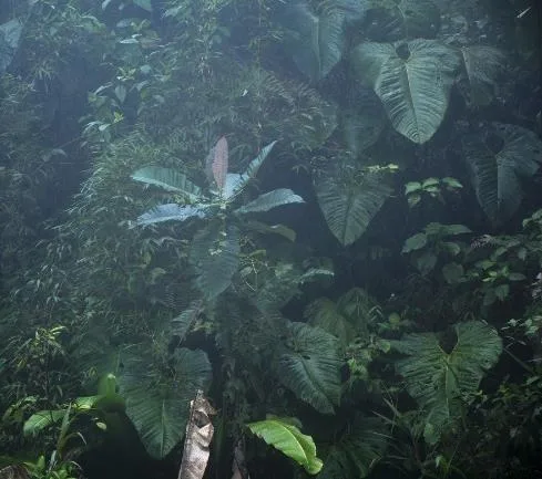 Planta con brote nuevo en el sotobosque