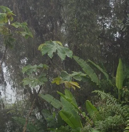 Vegetación de sotobosque bajo lluvia